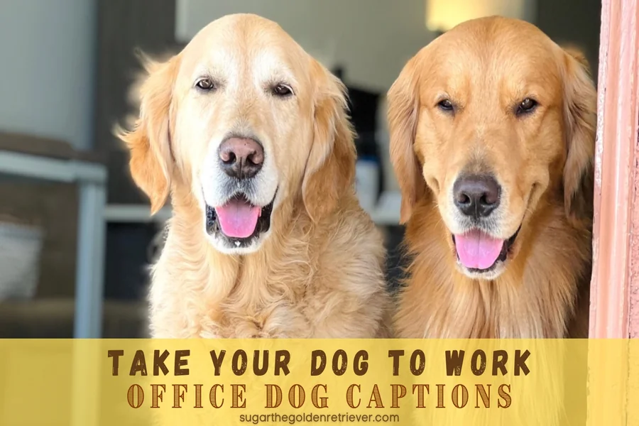 Making the Caption of Your Puppy